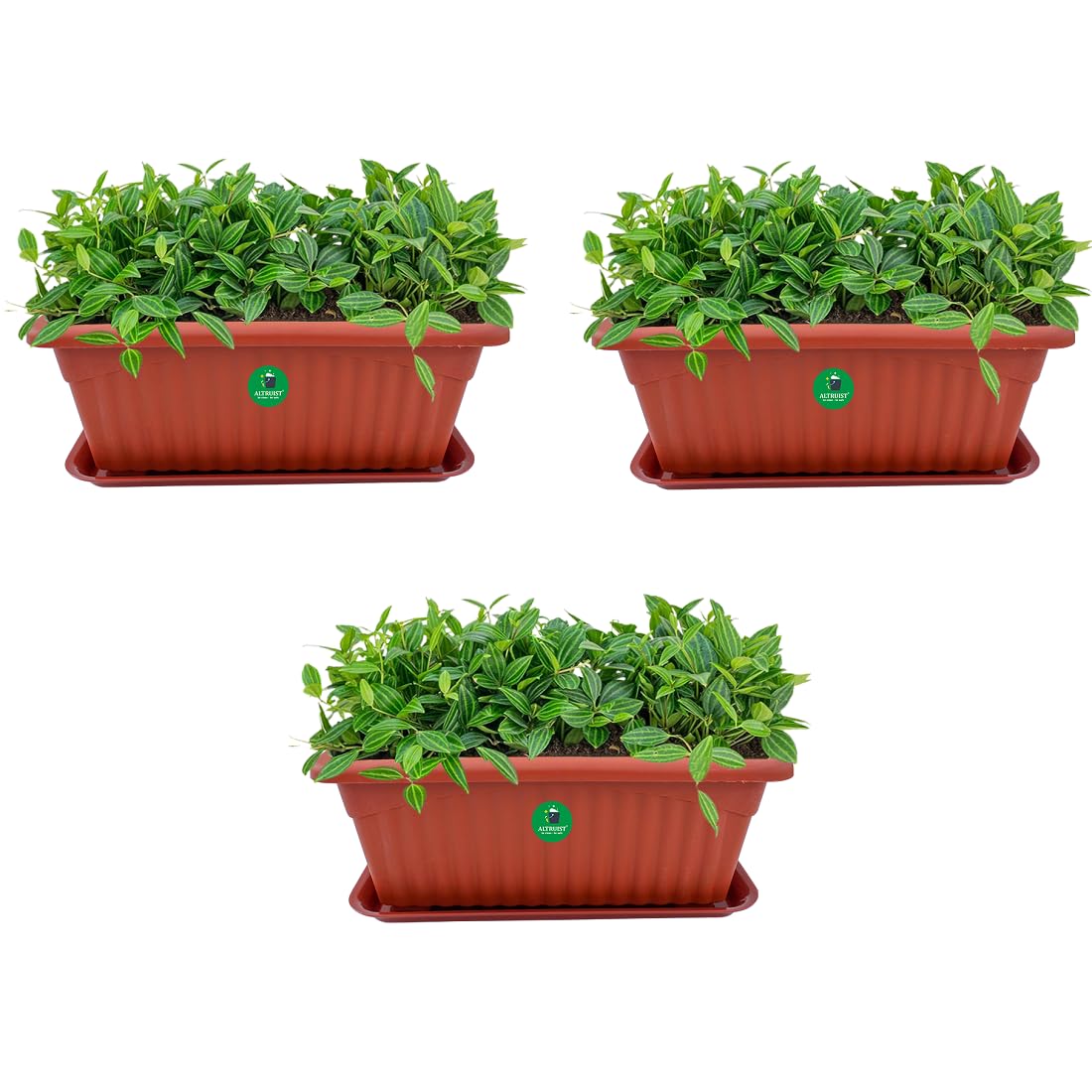 See full amazon price history chart for ALTRUIST Rectangle Royal Planter Pots with Tray No-1(Small) Terracotta Color (Pack of 3) ALTRUIST Rectangle Royal Planter Pots with Tray No-1(Small) Terracotta Color (Pack of 3) (B0BN8P21NF) Amazon Price History, Amazon Price Tracker