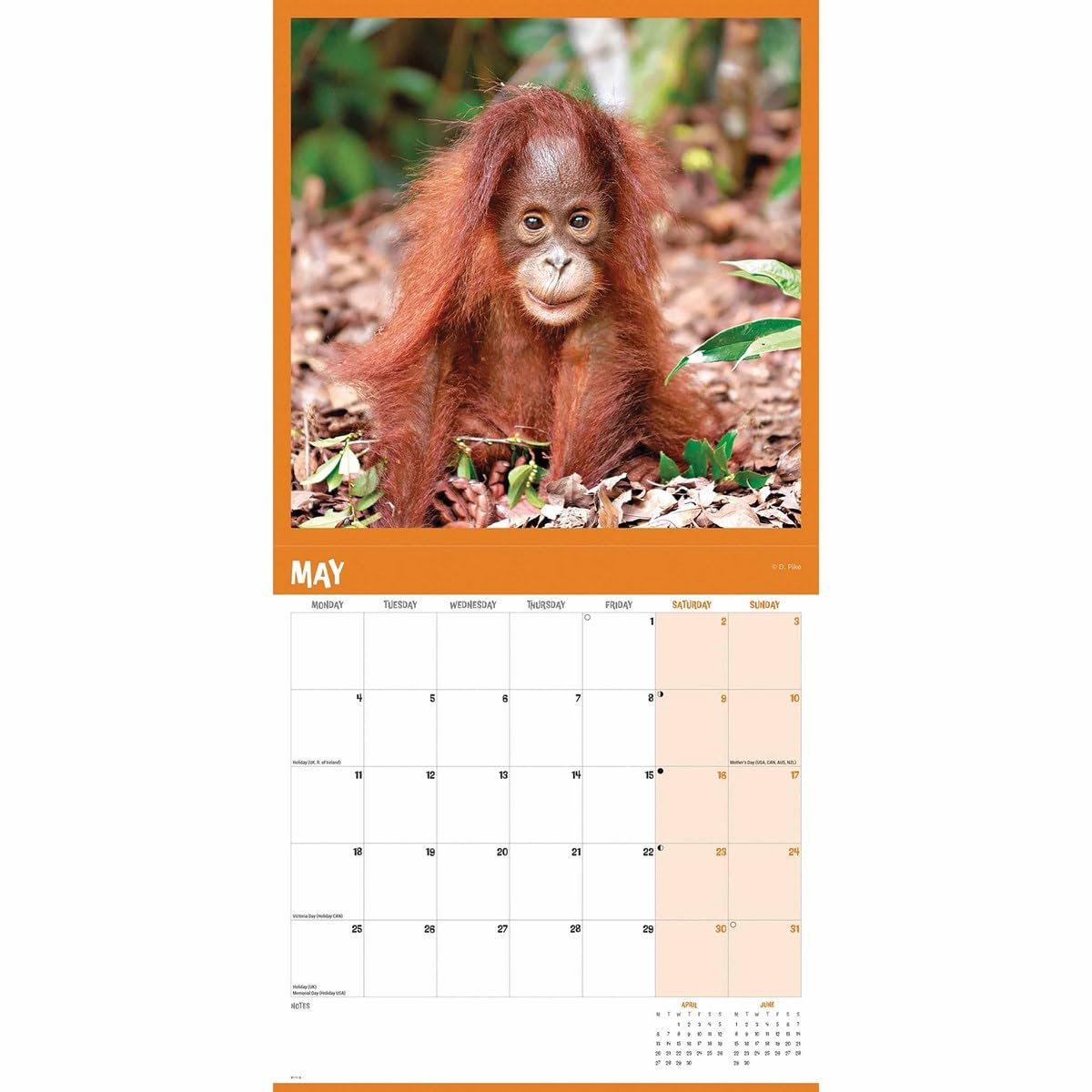 Orangutan – Orang-Utan 2026 – Wand-Kalender: Original Carousel-Kalender [Mehrsprachig] [Kalender]