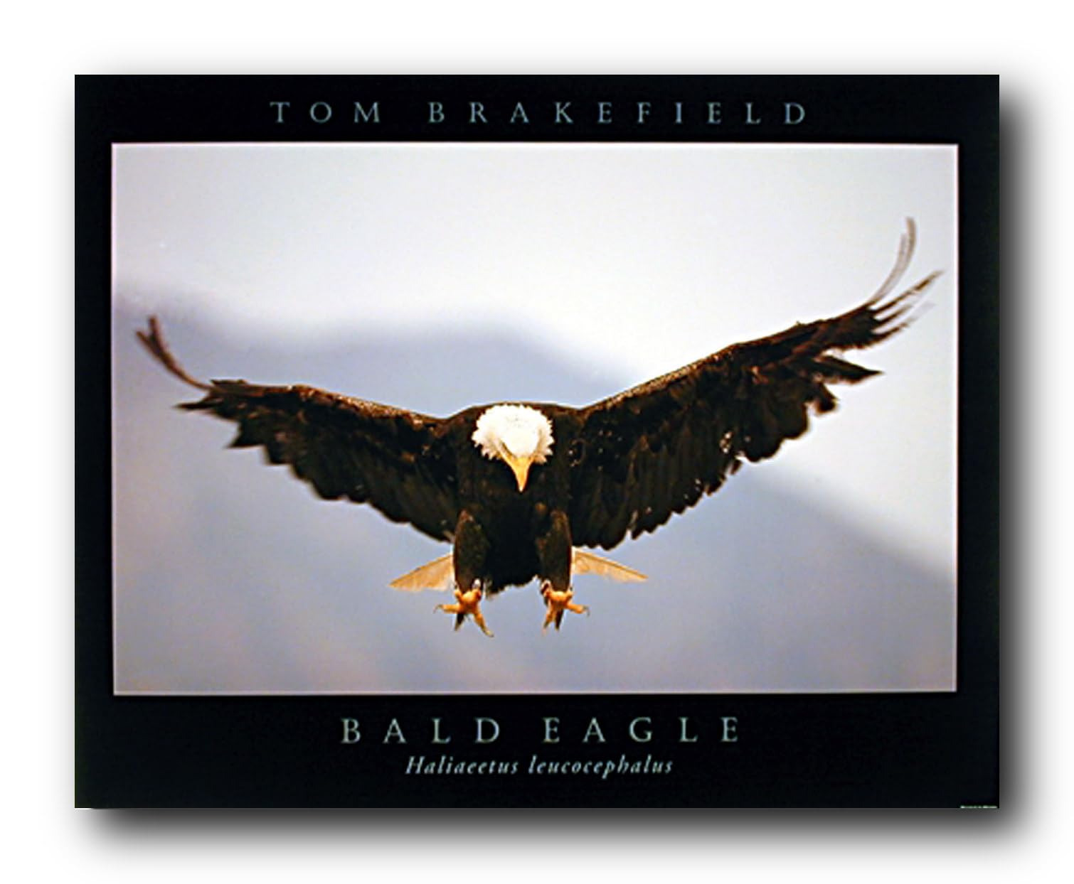 Aigle Brakefield Nature poster pour embellir un mur blanc fade 16x20