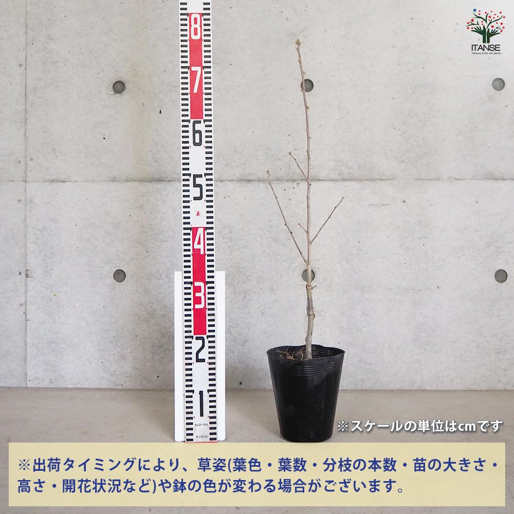 Amazon.co.jp: ITANSE ムクゲ シュガーディップ 5号 1個売り