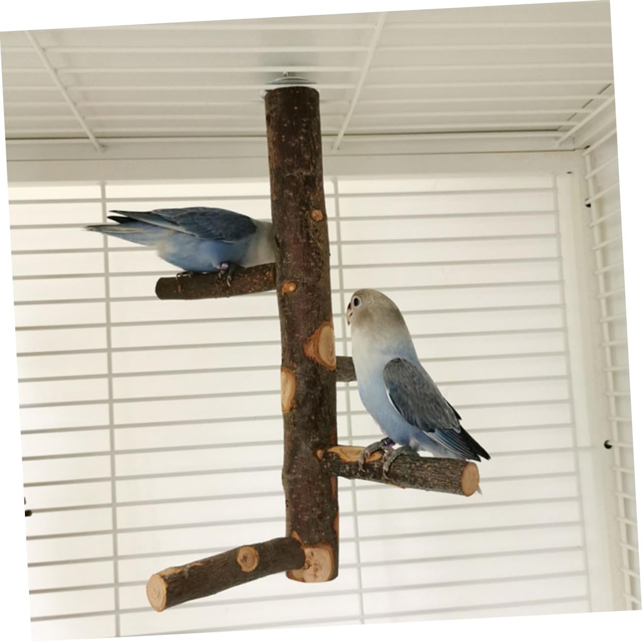 BESPORTBLE 2ensembles Perchoir à Oiseaux Naturel Support De pour Cage Accessoire De Perchoir pour Perroquets Et Petits Oiseaux Stabilité Et Confort Assurés Moyenne