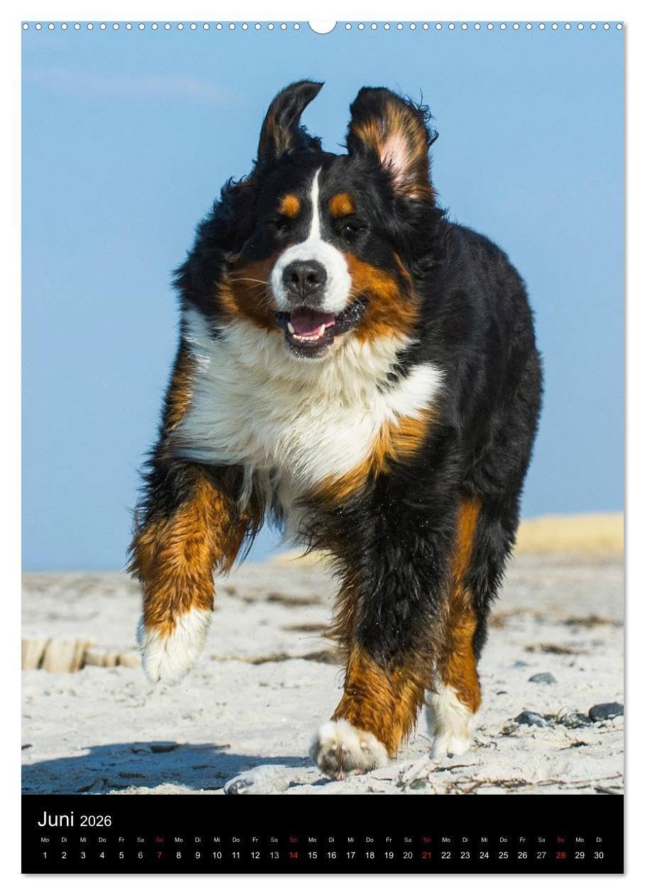 Faszination Berner Sennenhund (hochwertiger Premium Wandkalender 2026 DIN A2 hoch), Kunstdruck in Hochglanz: Auf 13 bezaubernden Fotos begleiten uns Berner Sennenhunde durch das Jahr (CALVENDO Tiere)