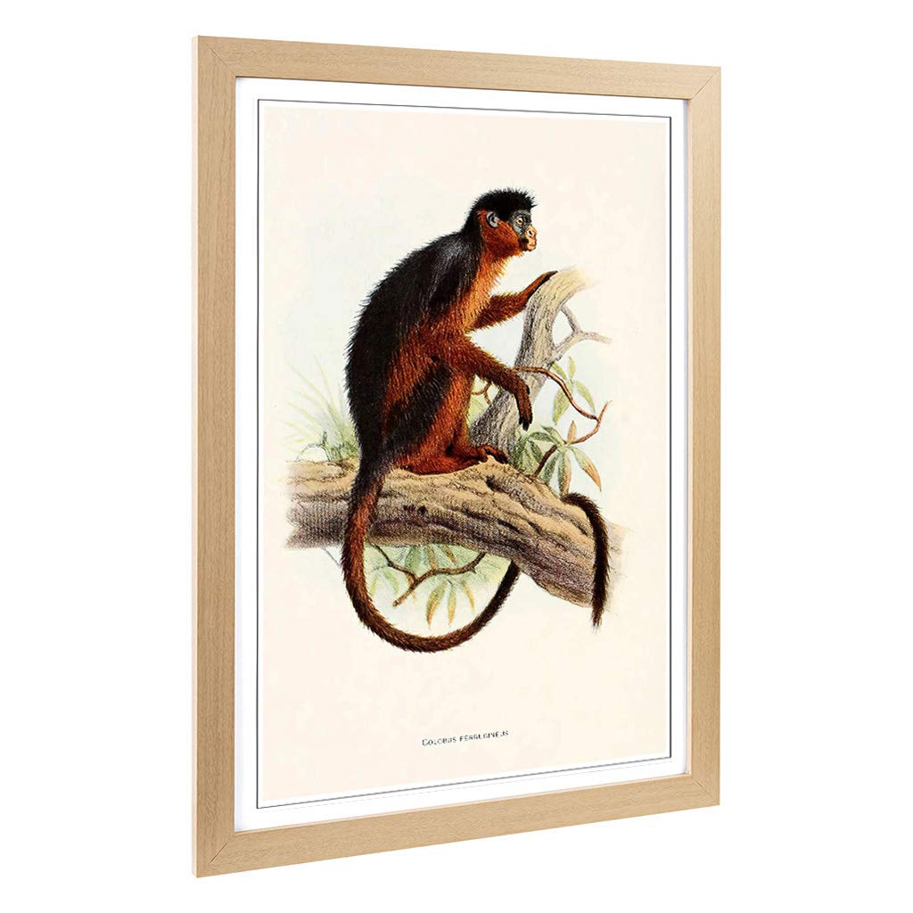 Big Box Art Framed Print of Vintage Joseph Wolf Colobus Monkey Design | Wall Art Picture | Home Decor for Kitchen, Living Room, Bedroom, Hallway, Oak, A2 / 24.5x18 Inch / 62x45cm