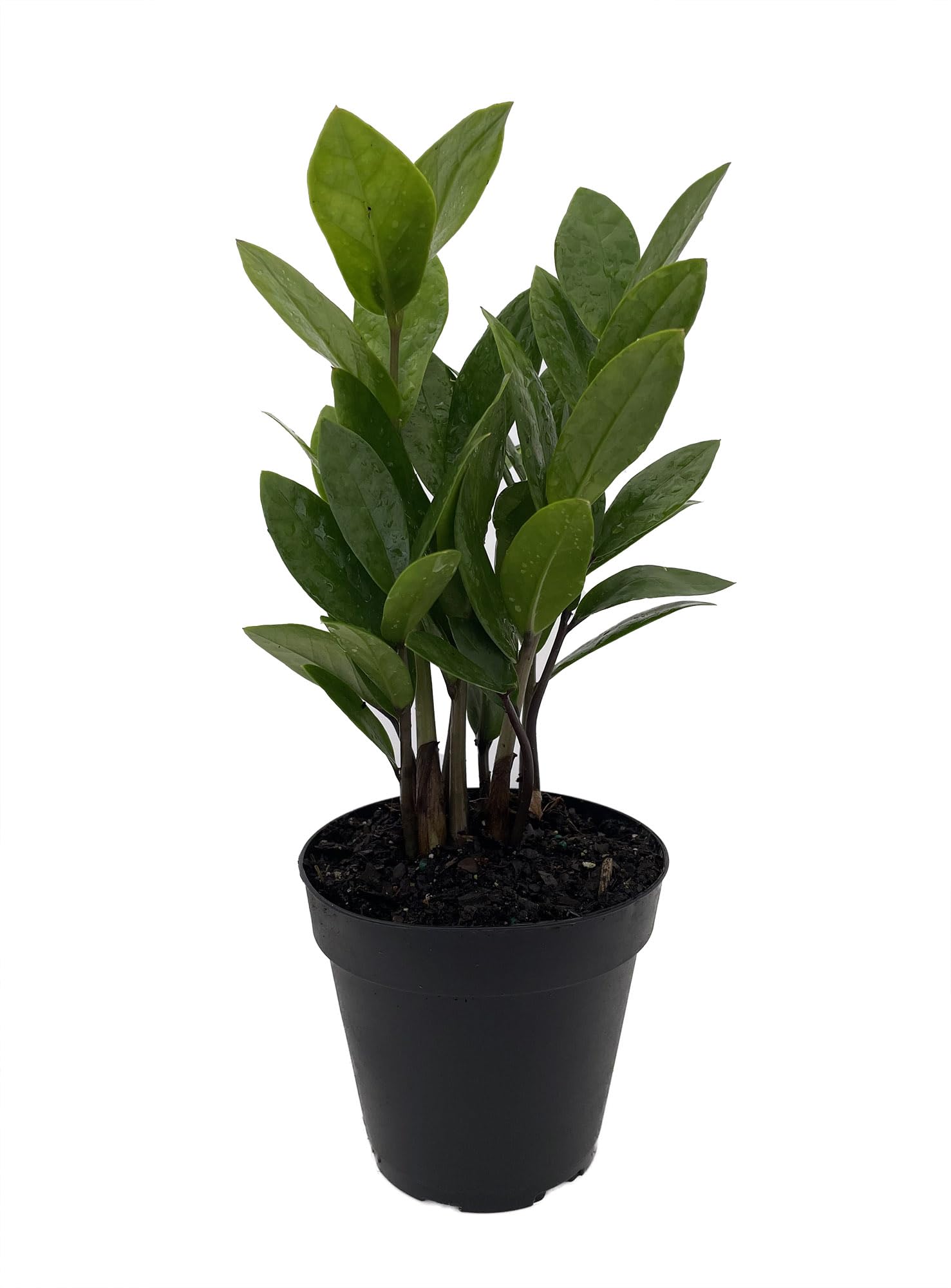 Hirt's Gardens 4 inch ZZ Plant