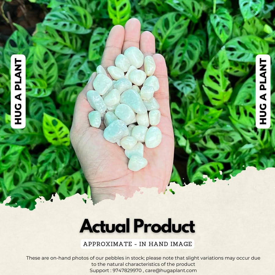 Hug A Plant | White Colour 2KG Pebble Stones for Home Decorative|Vase Fillers| Aquarium Fish Tank |Lawn|Multi-Purpose - Image 3 thumbnail