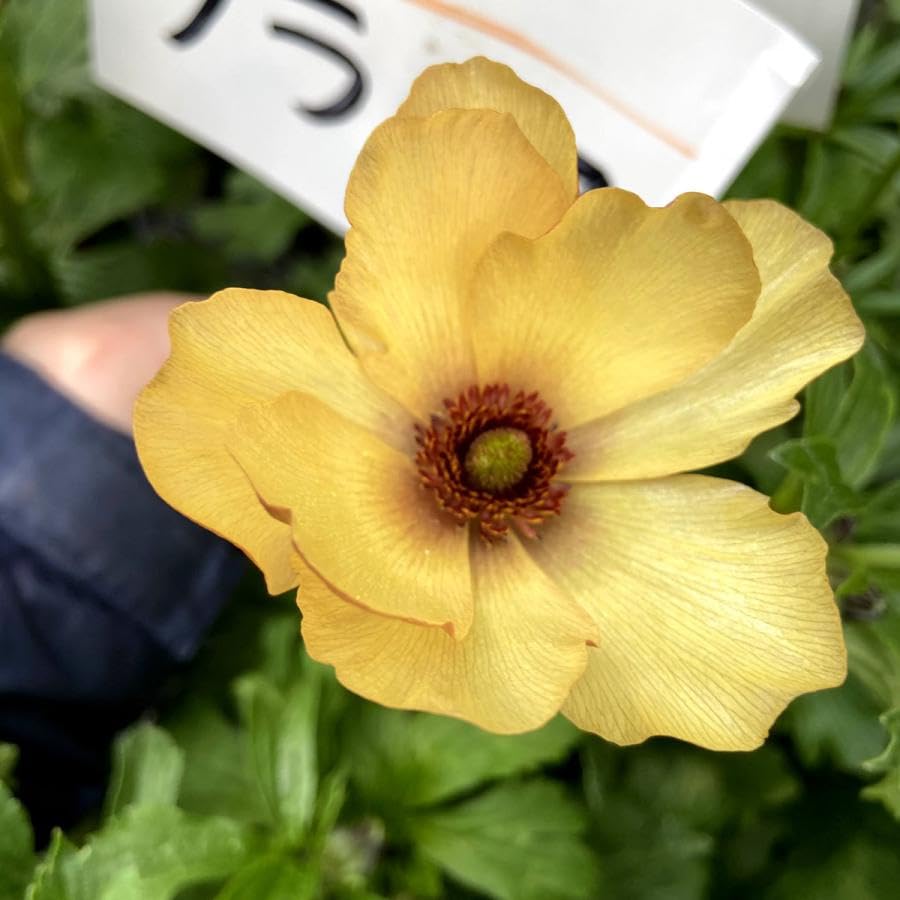 Amazon.co.jp: ラナンキュラス ラックス ウラノス 開花株 5号鉢 : DIY