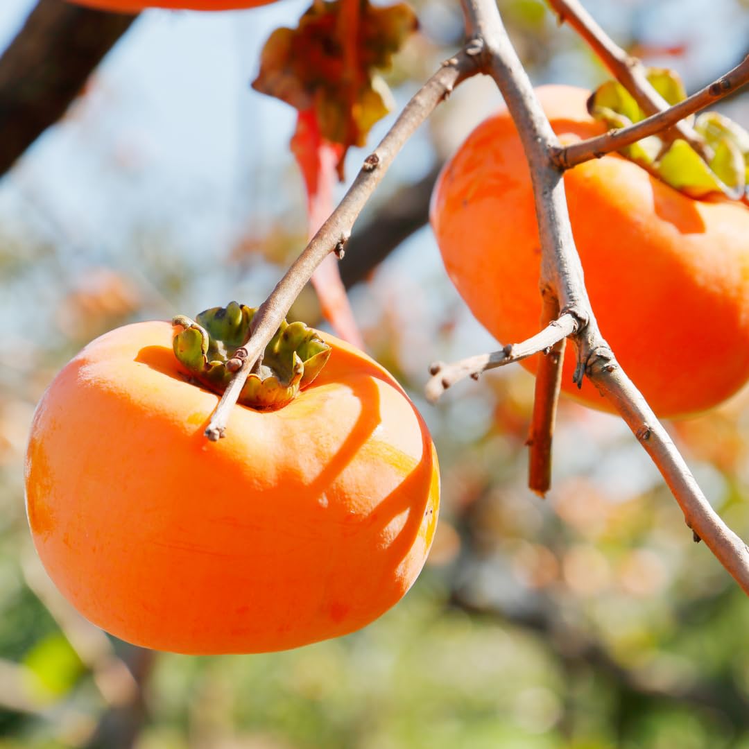 M-Tech Gardens Rare Persimmon Fruit Plant (Japanese Persimmon, Hybrid) Diospyros kaki Exotic 1 Live Fruit Plant (B0BSSQN79B) Amazon Price History, Amazon Price Tracker