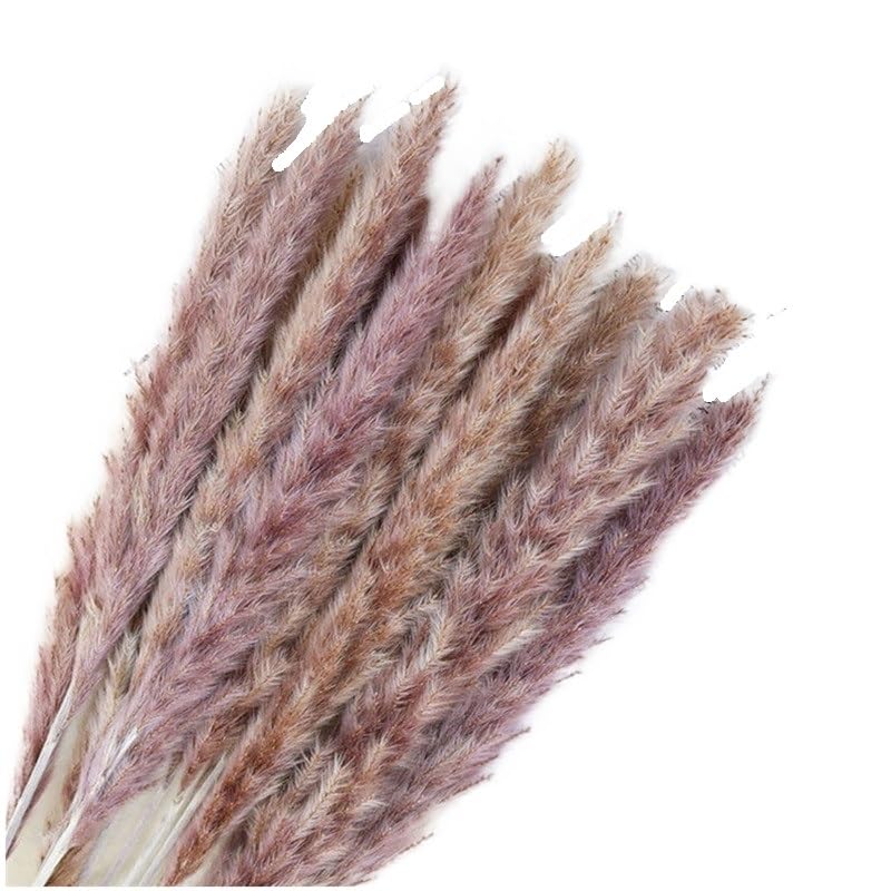 Künstliches Pampas Gras, Pampasgras Bunny Tails Schilf Trockenblumenstrauß Mehrfarbig Packung mit 5-30 Stück(Pampas Grass Natural,30 pcs a Lot)
