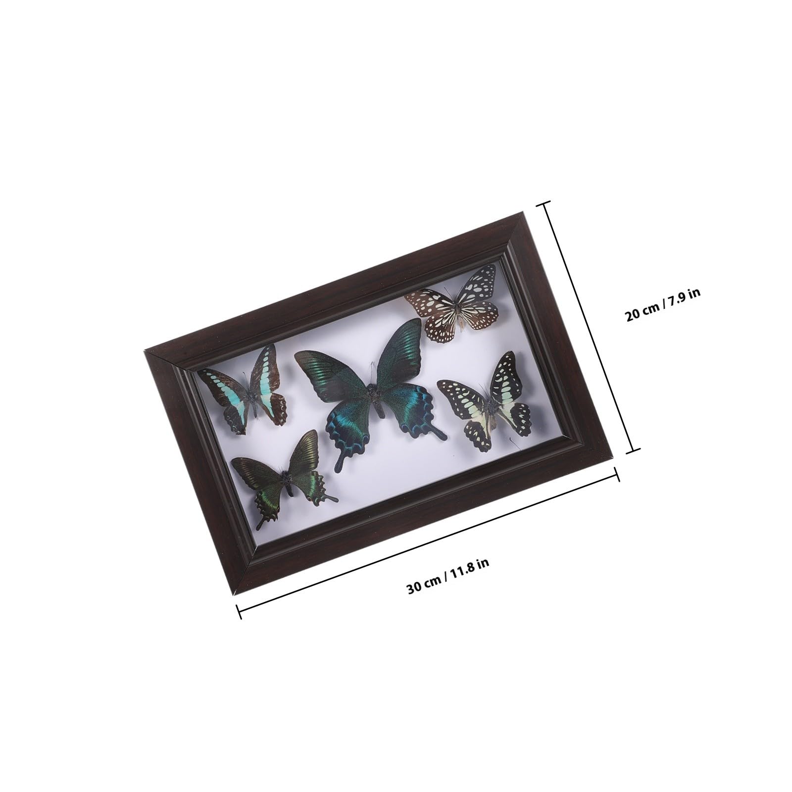 Marco de Muestra de Mariposas Disecadas para Colgar Pared, Decoración Artesanal de Madera, Ejemplar Hecho a Mano, Decoración para Sala de Estar y Colección Educativa, Tamaño A7