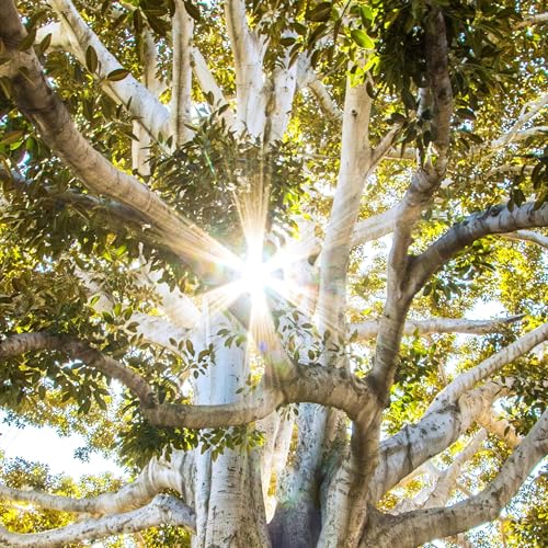 FSD S5 E4: The Feng Shui you're already doing right! Titelbild