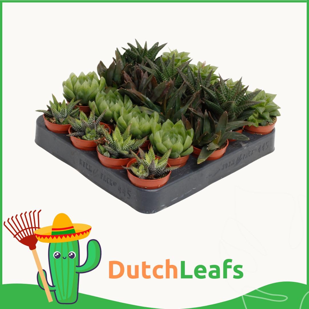 Haworthia Mix 5 Stück Verschiedene Mini-Sukkulenten - Topf 5,5 cm - Asphodeloideae Sukkulent Kleine Pflanzen Sammlung Pflegeleichte Zimmerpflanzen - Höhe 8-15 cm