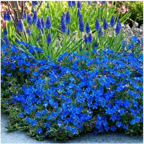 GrowOn Shrubs [1 Litre] Lithodora Diffusa Heavenly Blue | Evergreen Shrub | Outdoor Garden Ready Plant | Spring and Summer Flowering | Deep Blue Flowers