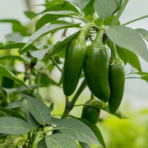 Miniatura 3 de Todd's Seeds Jalapeño M Semilla de reliquia de pimiento picante - Paquete de 0.04 oz