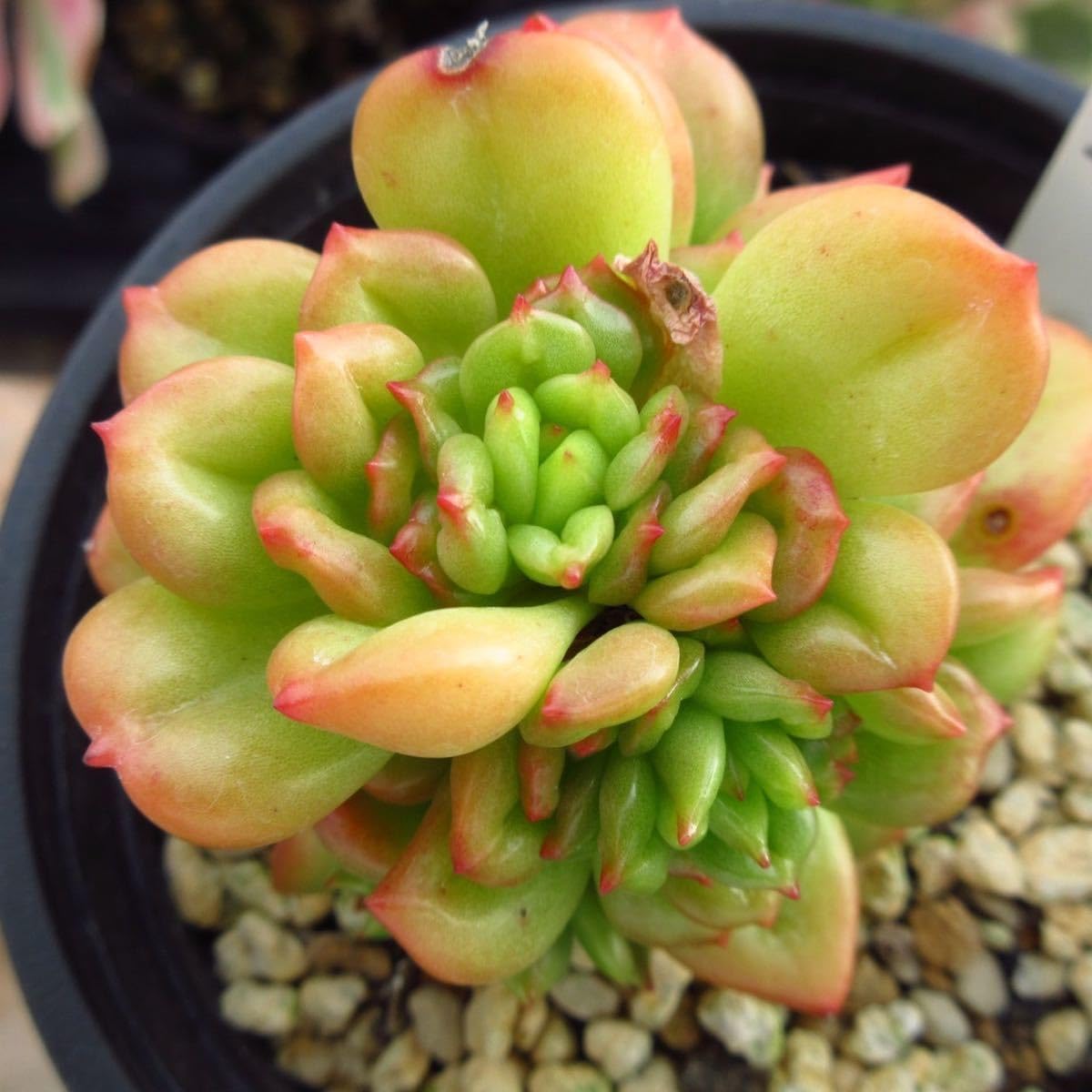 Amazon.co.jp: ！！多肉植物 アップルフラワー レア苗 大苗 韓国苗 