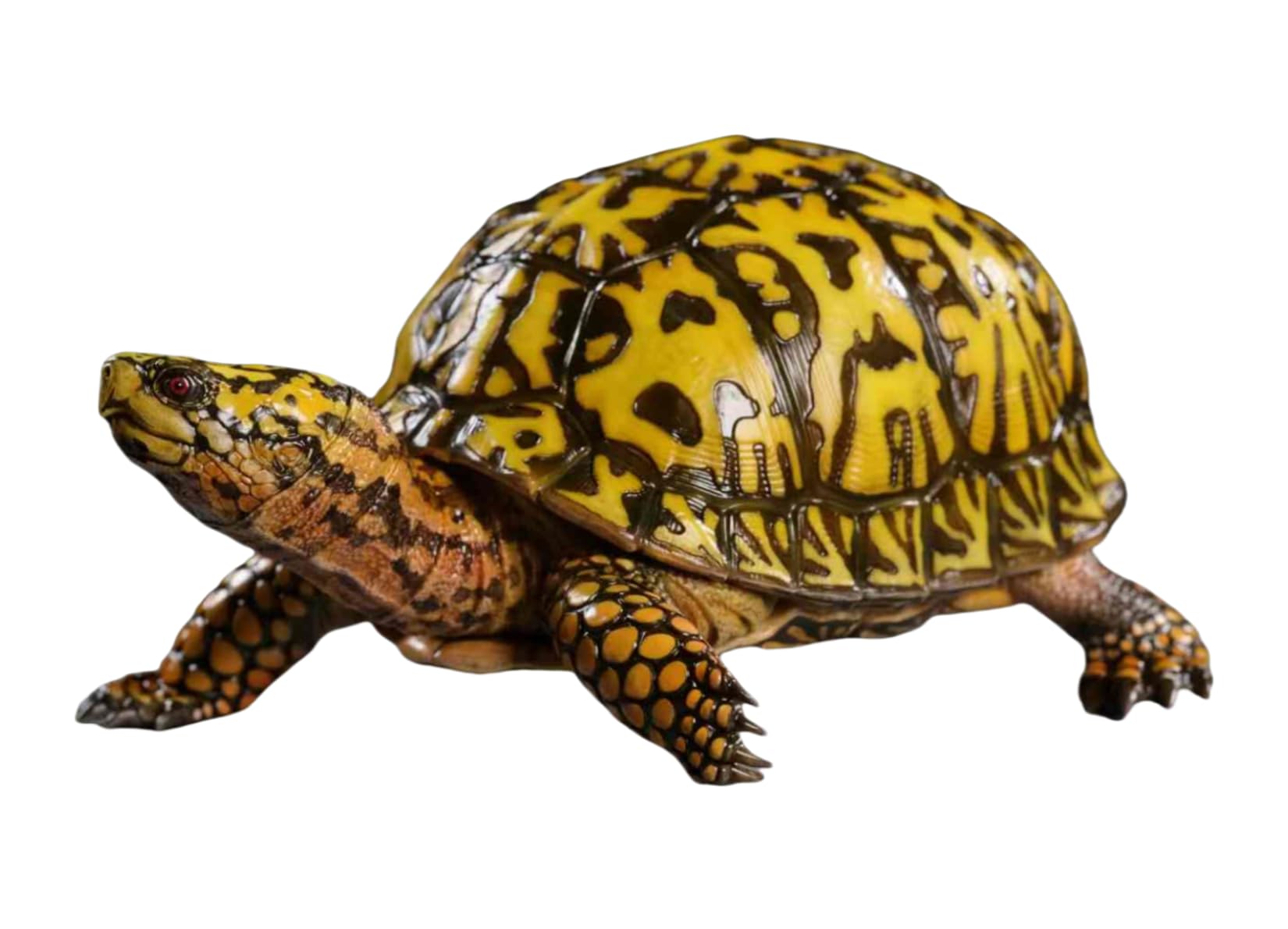 Modèle tortue terrapène Caroline AMITD : figurine de collection pour amateur de reptiles