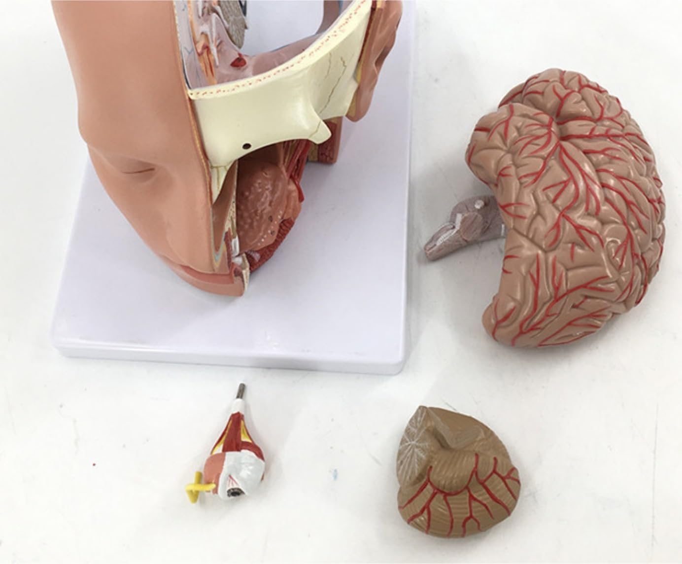 Amazon.co.jp: 人体模型 人間の脳モデル 人間の頭部 頭部に脳を