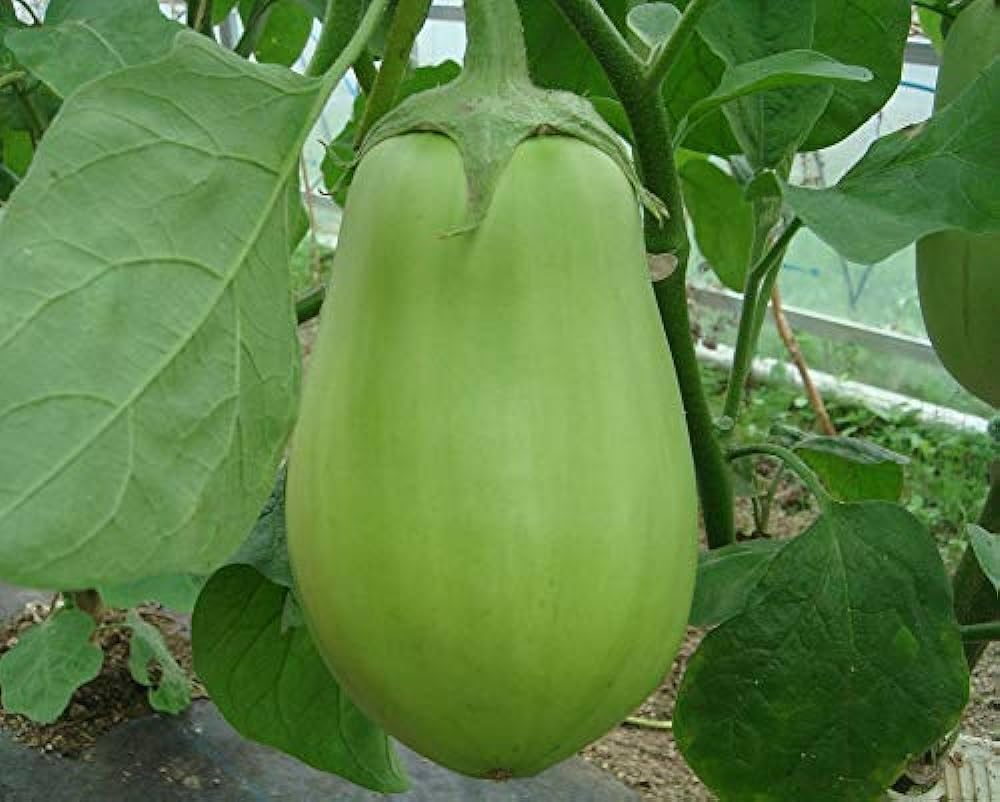 green brinjal seeds hybrid all seasons pack of 80 (B0CN6NMCJP) Amazon Price History, Amazon Price Tracker