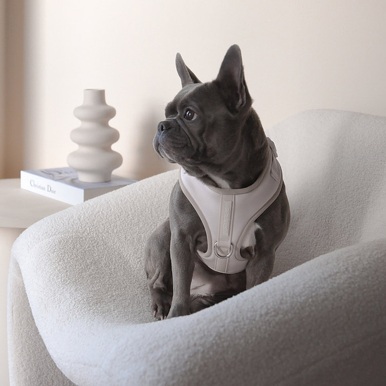Amazon.com : Dog Harness Vanilla Cream Off White Neoprene Leather