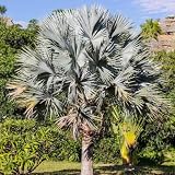 New Fresh 10pcs Gray Bismark Palm Tree Seeds Generic