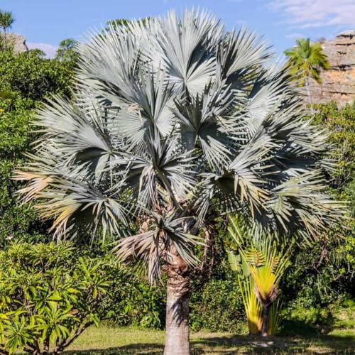 New Fresh 10pcs Gray Bismark Palm Tree Seeds
