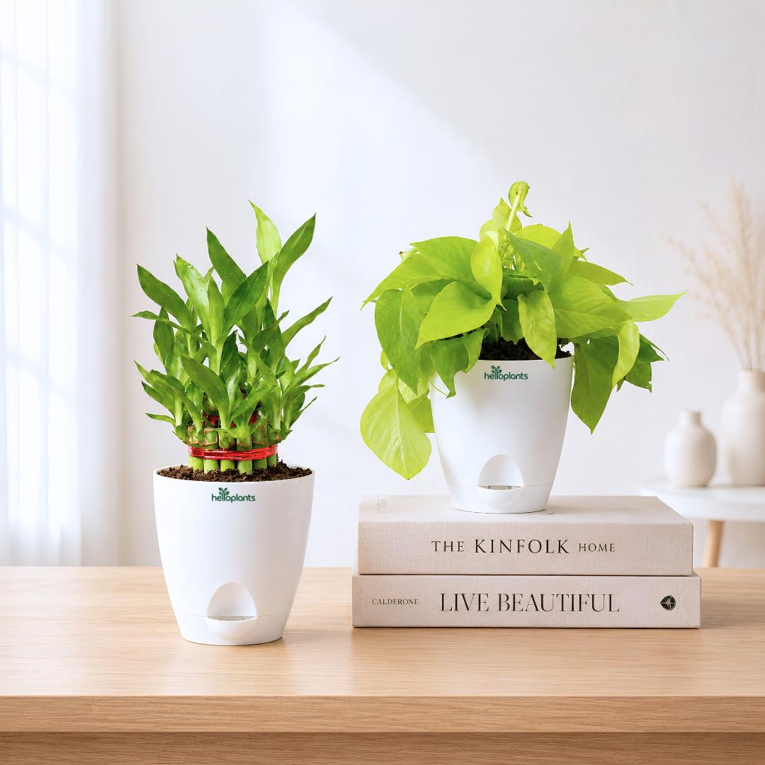 Lucky Bamboo & Golden Money Plant Live Indoor 2-Plant Combo in 4-Inch Self-Watering Matte White Pots | Vastu & Feng Shui Lucky Plants for Wealth, Prosperity, Home & Office Décor-image-10