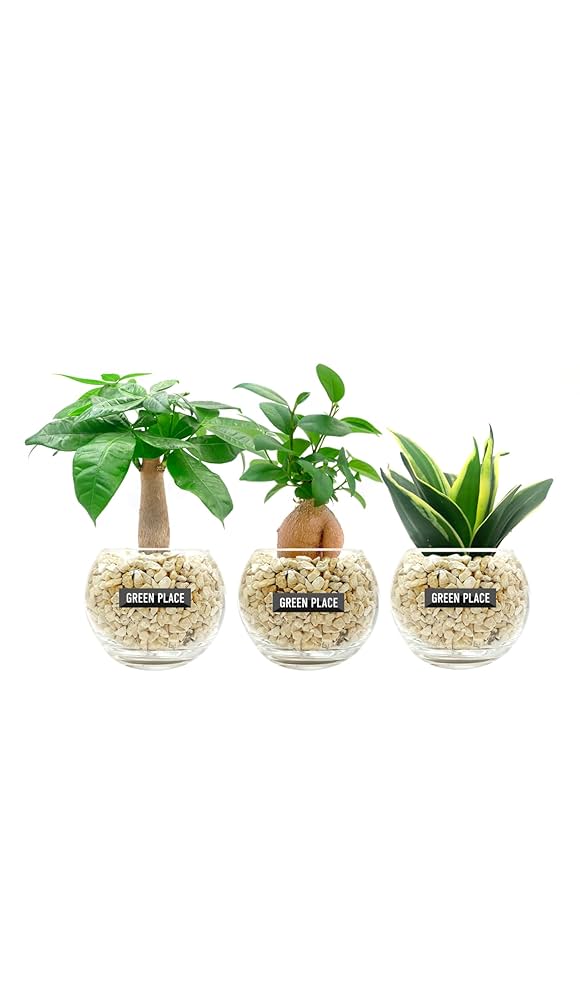 Amazon｜GREEN PLACE 観葉植物 本物 ミニ 3点セット 【鉢