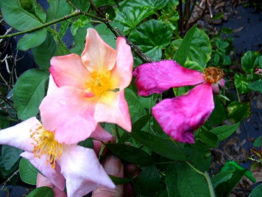 Mutabilis Butterfly Rose Bush - Heirloom Antique Rosa Hybrid - Live Plant - Perpetual Fragrant Single Pink, Yellow Flower - Emerald Goddess Gardens - Starter Sz 4 Inch Pot