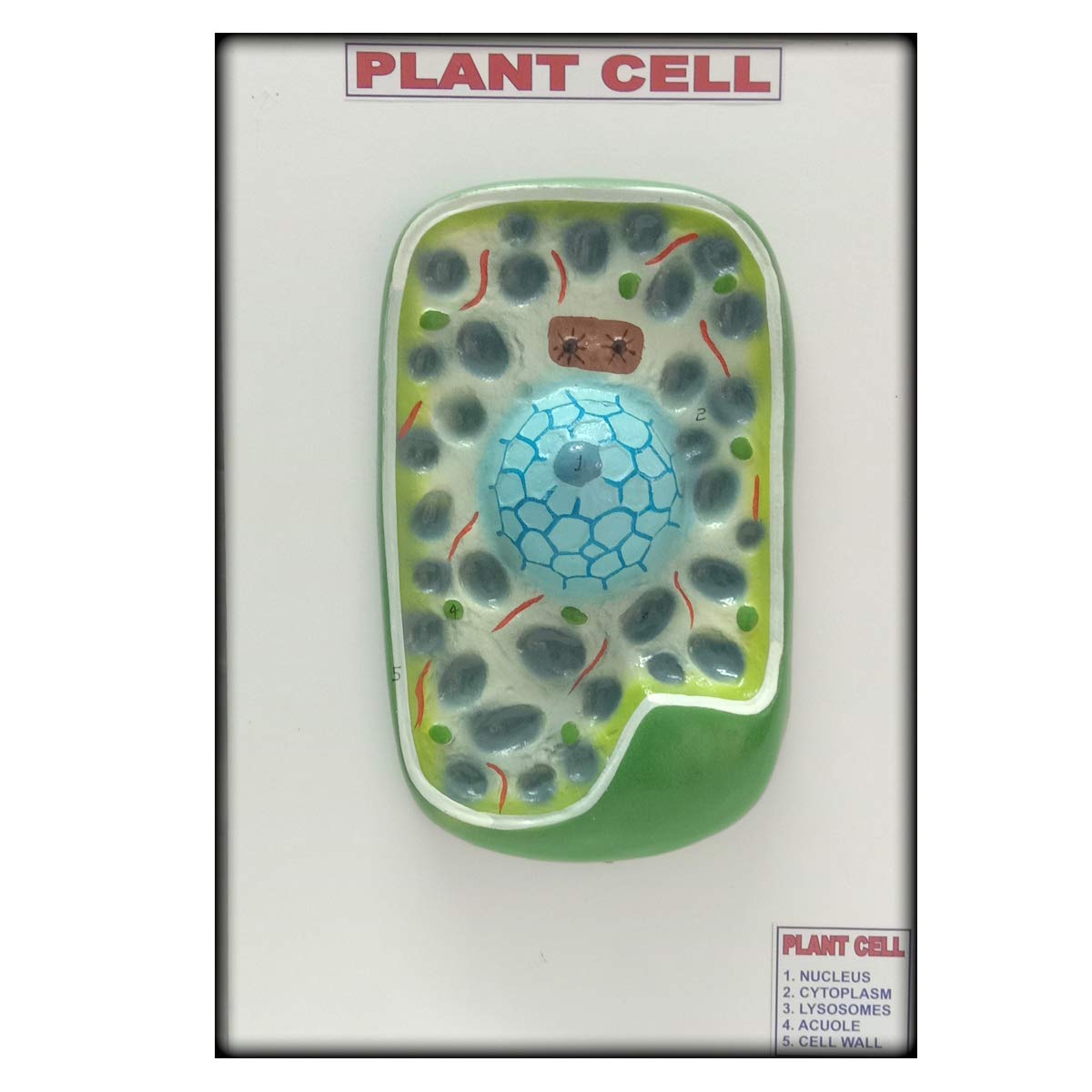 SquareDrop Plant Cell Multi Color 3D Wooden Teaching Hands-On Tools for Students and Teachers - 3D Plant Cell