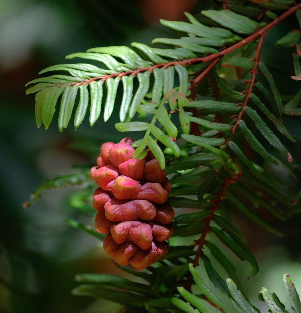 Sequoia sempervirens (Redwood, California Redwood, Coast Redwood) Tree Seeds, Iconic and Majestic Evergreen, Seeds by MySeeds.Co, You Choose The Amount (2 Grams)