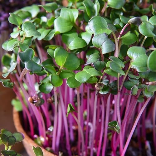 Park Seed Easy DIY Planting Sow Effortless Collection Seed Mats, Organic Radish Sangria Microgreen, (Set of 2)