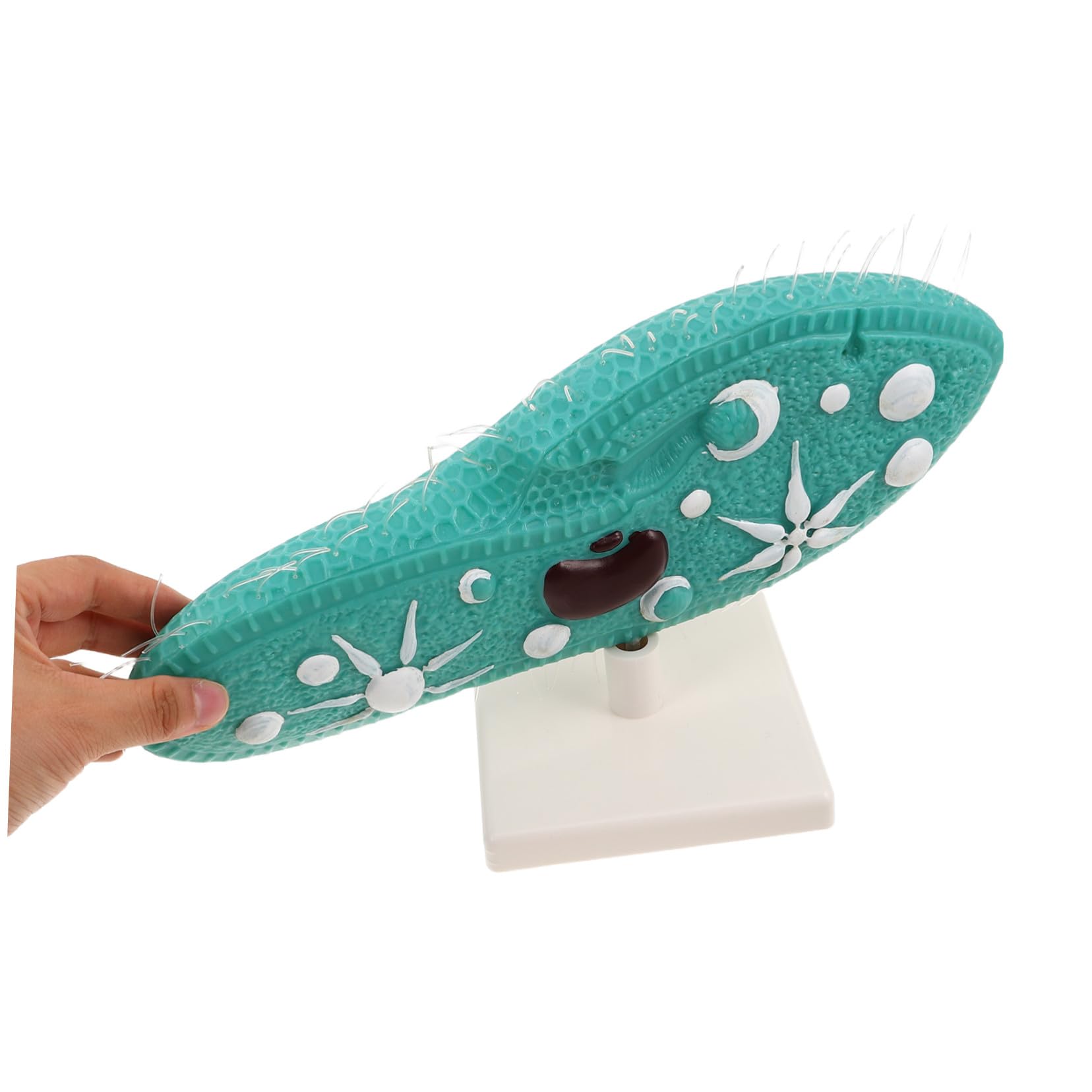 Biologie Lernmodell Paramecium mit Ständer und Detailliertem Ziliendesign aus PVC Realistische Struktur Einfache Montage für Biologieunterricht in Mittelstufe