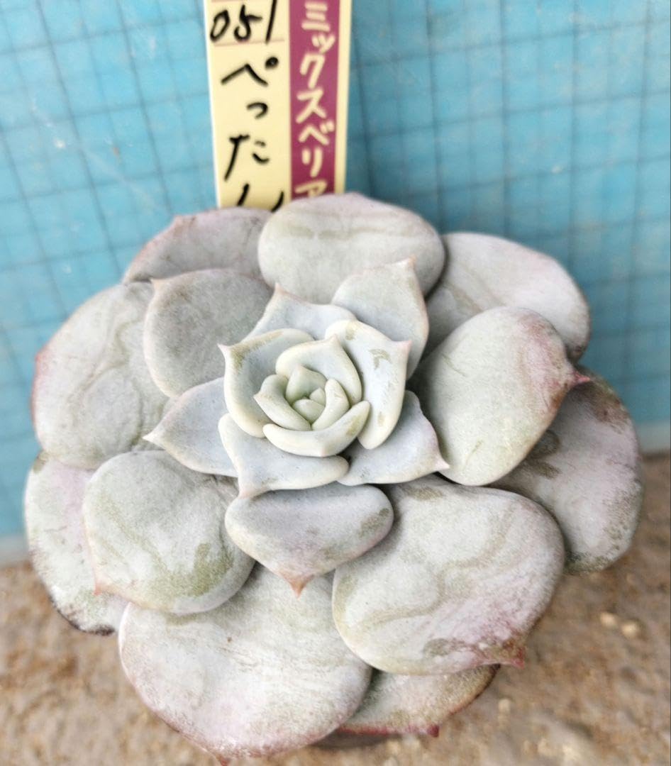 ❤️専用❤️ミックスベリア❤️ピーチック❤️抜き苗♪               札なし Amazon.co.jp: 札付 ぺったん 抜き苗 ミックスベリア おらいさん苗