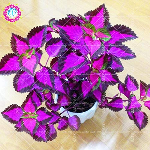 Buntnessel Samen – 300 Stück, Zimmerpflanze, Balkon Deko, Topfpflanze, Exotisch, Für Hochbeet, Garten, Bonsai, Farbenfroh, Pflegeleicht