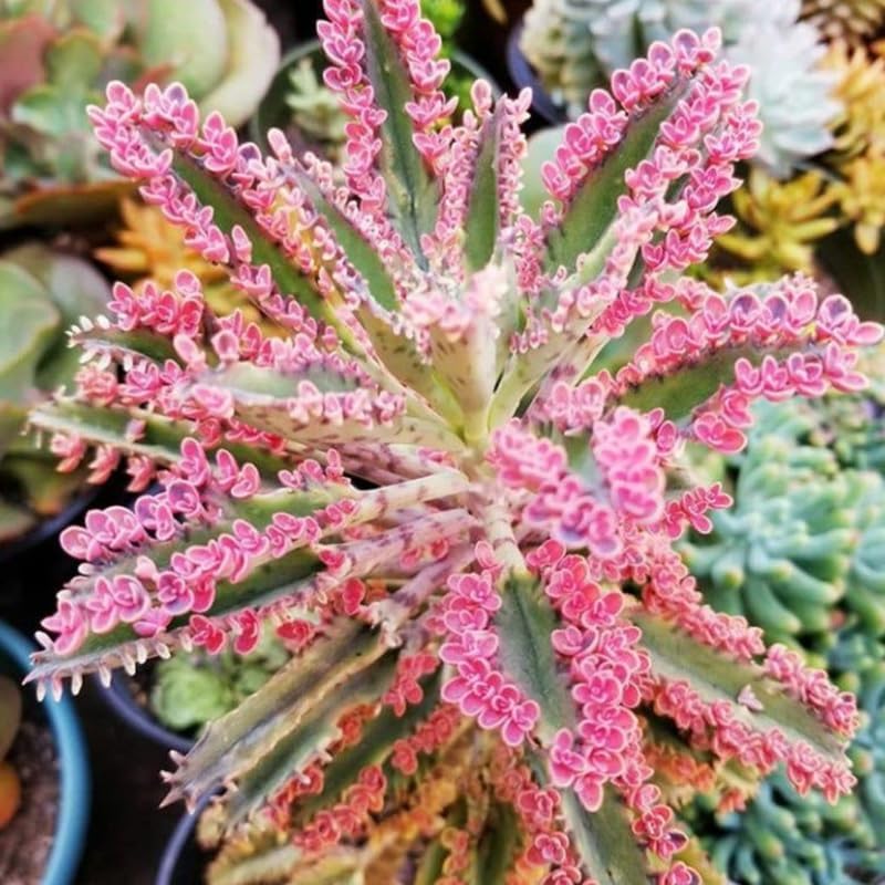 Kalanchoe - Planta suculenta viva de mariposa rosa, maceta de 2 pulgadas, colorida para interiores, hermoso regalo para los amantes de las plantas