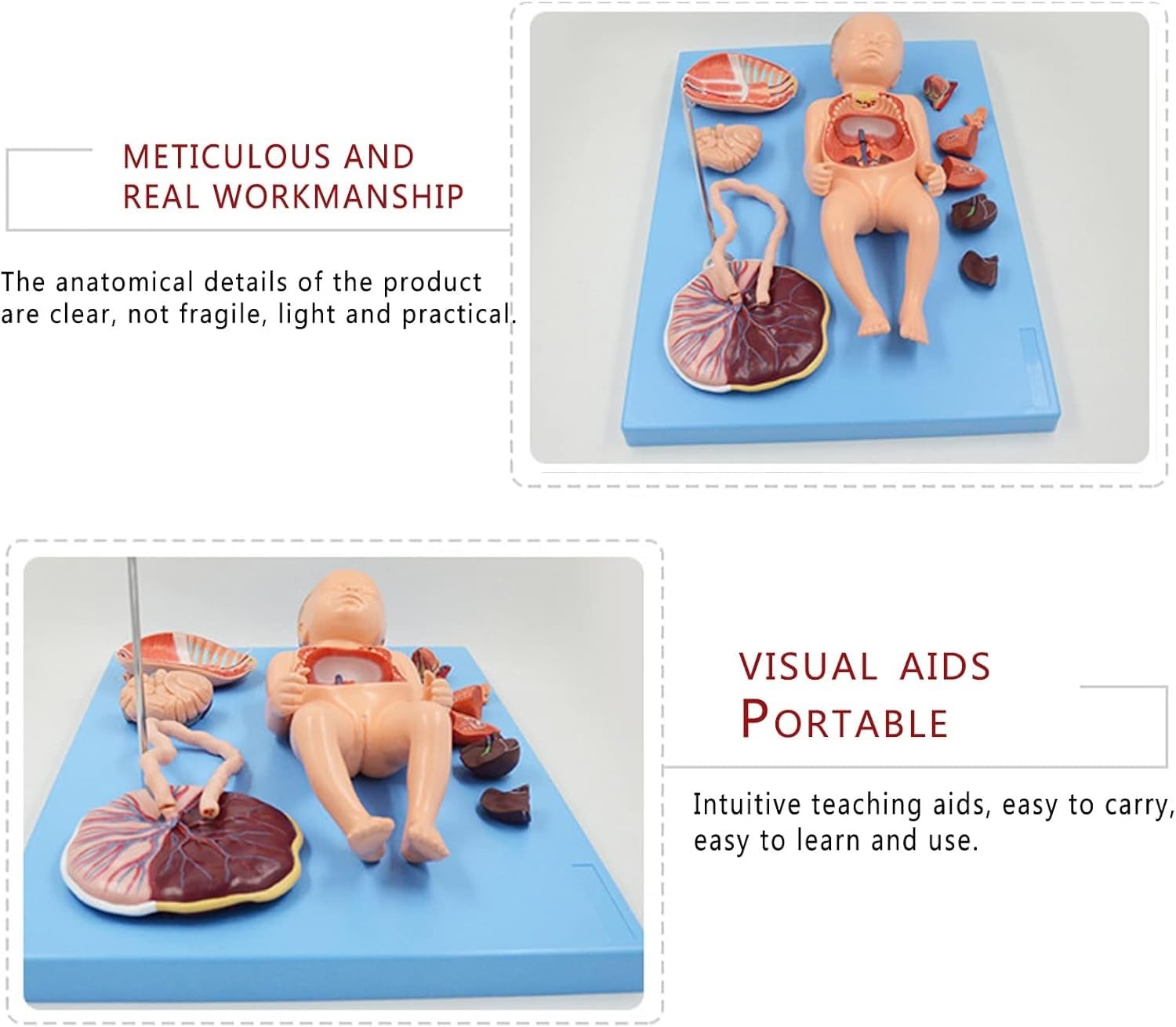 Model anatomii płodu, model anatomii trzewi noworodka, wyjmowane organy dziecka i łożysko, do nauki anatomii i fizjologii człowieka.