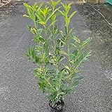 Kirschlorbeer Caucasica Containerpflanzen 120-140 cm
