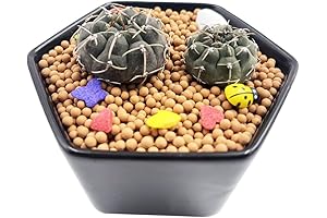 2 Mini Live Cactus Plants: Enhance Your Indoor Ambiance with Lush Greenery