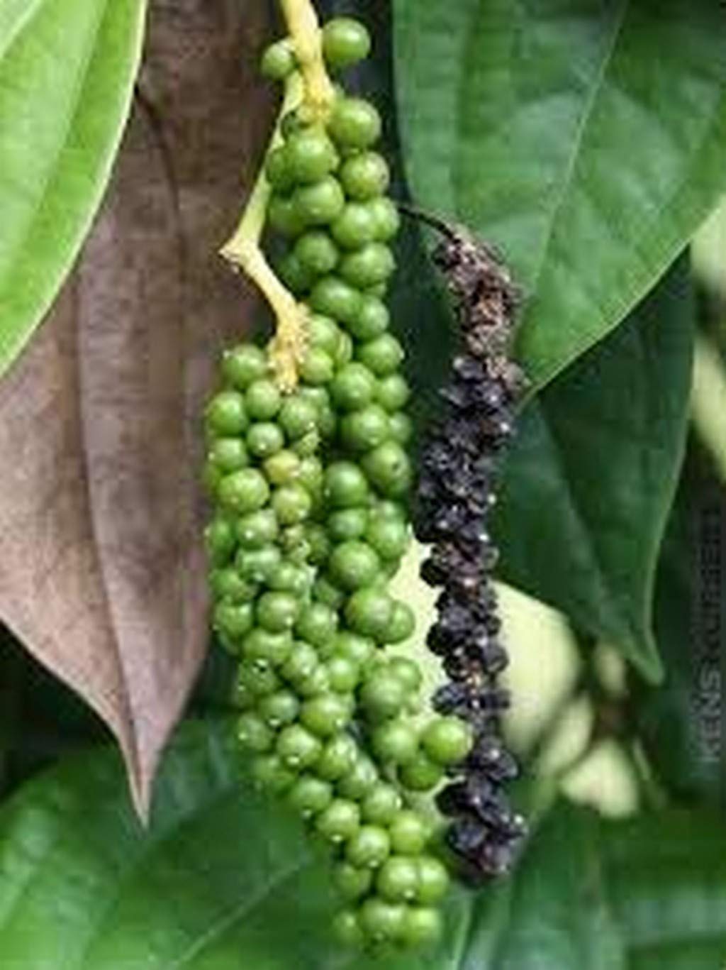 Creative Farmer Live Plant Black Pepper Spice (Piper Nigrum) Easy To Maintain Garden (1 Live …Spice Plant) (B08P5RZYT1) Amazon Price History, Amazon Price Tracker
