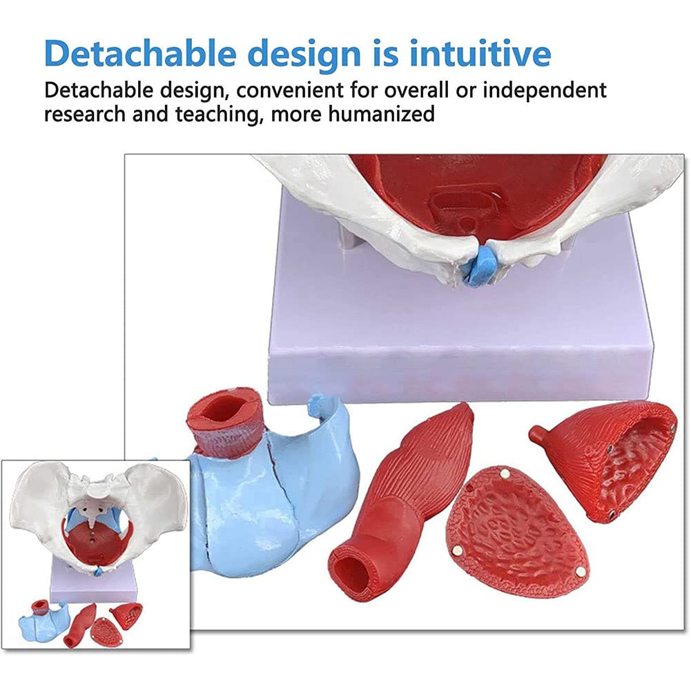 Modello di scheletro pelvico femminile a grandezza naturale, modello anatomico medico staccabile con muscoli del pavimento pelvico per pratica infermieristica e educazione alla salute