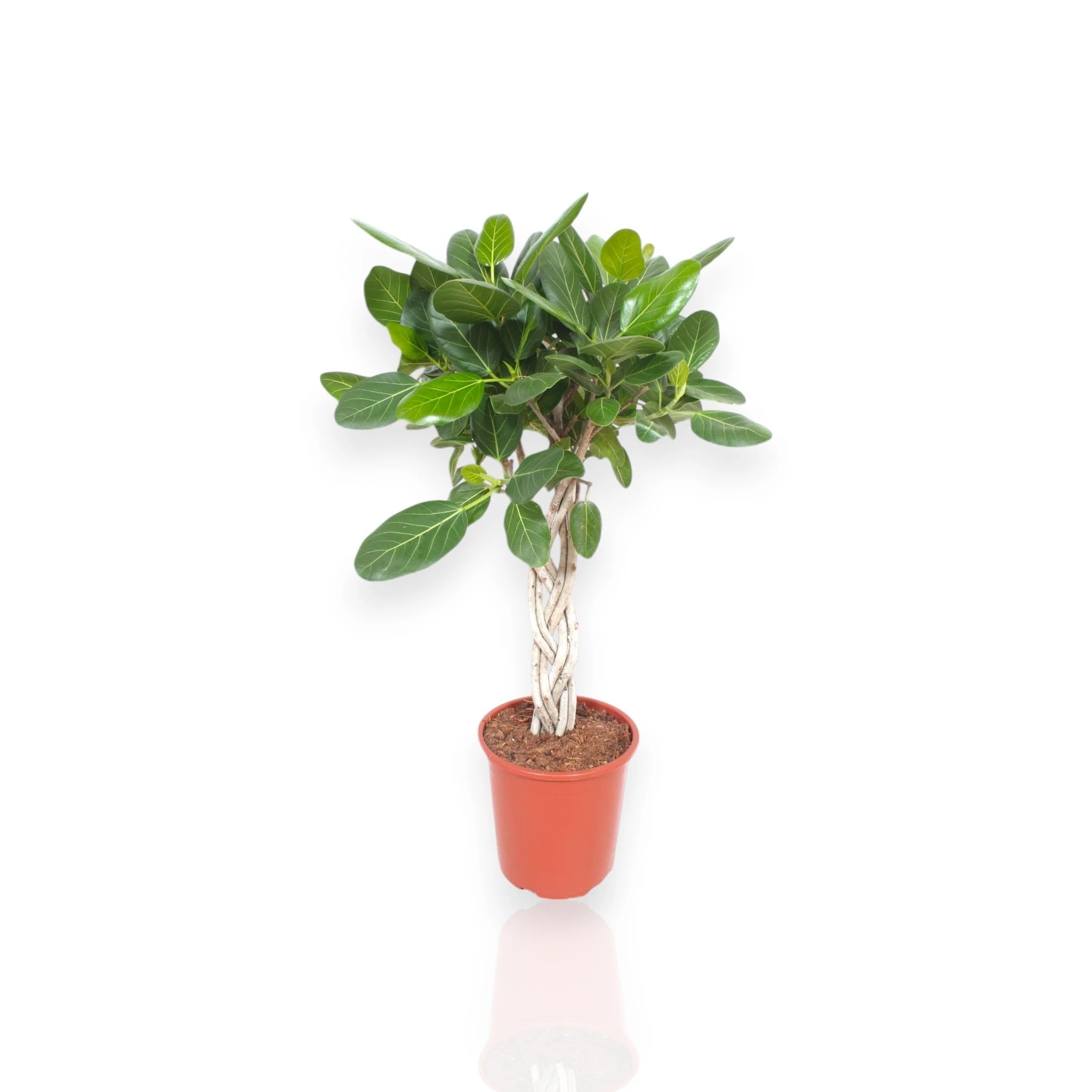 Ficus benghalensis Pianta da Interno, Colore Verde, Alberello con Tronco Intrecciato, 130 cm (Vaso 30)