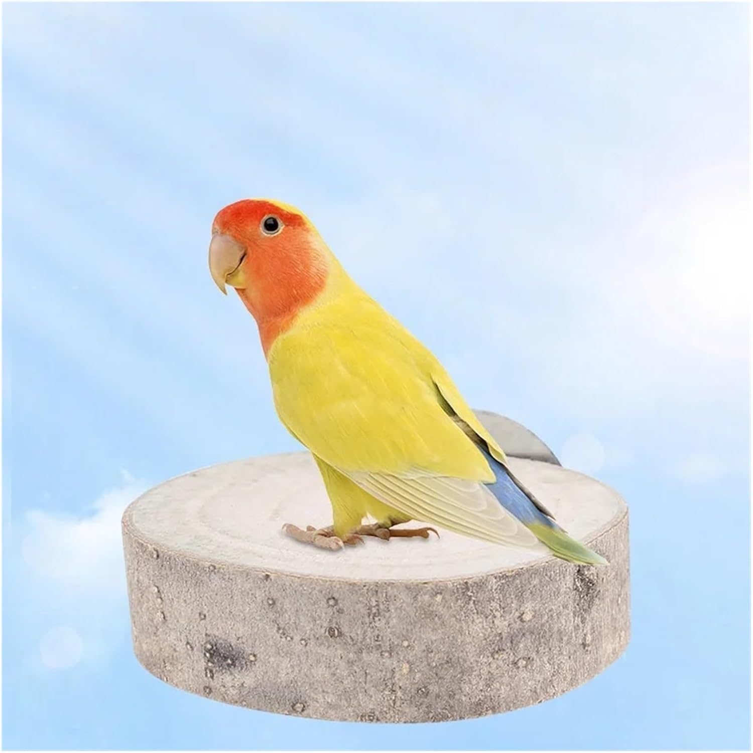 Bird Perches for Cage 6pc Random Color Circular Wooden Jumping Board Parrot Stand Toy for Small Pet Hamster Squirrel Bird Cages Accessories