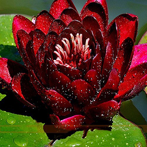 See full amazon price history chart for Urban Turtle Water Lily Lotus Flower Seeds (Red and Black)- Pack of 10 Urban Turtle Water Lily Lotus Flower Seeds (Red and Black)- Pack of 10 (B0B2F882Z1) Amazon Price History, Amazon Price Tracker