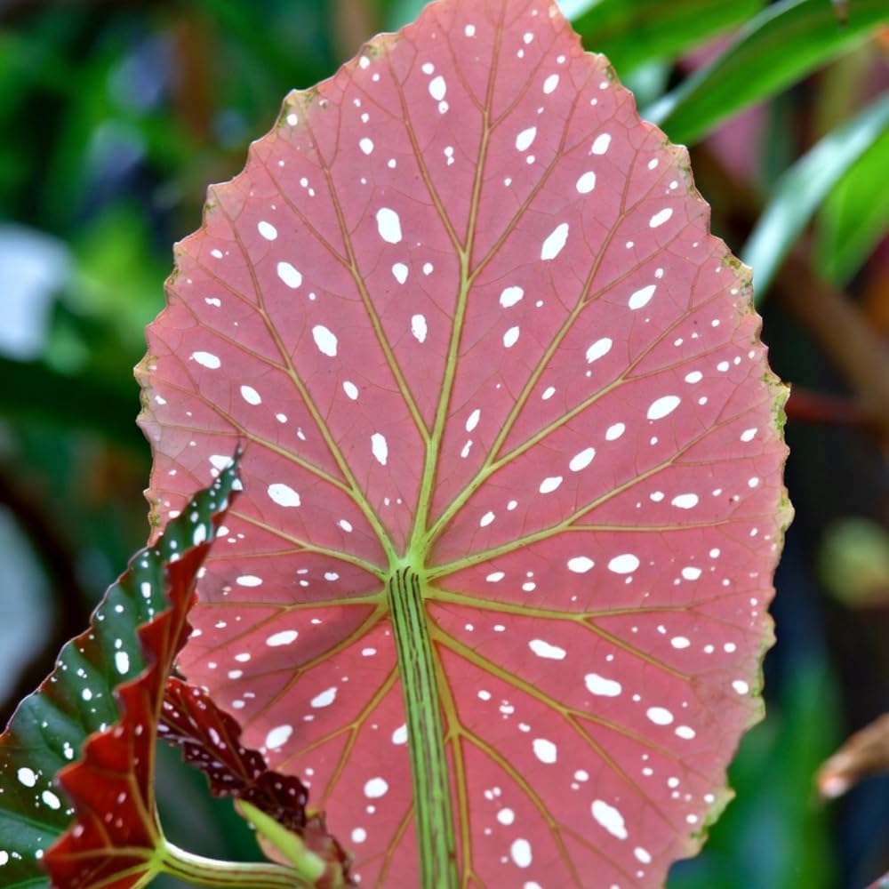 Begonia Live Plant, Begonias Live Plant, Rare Begonias Plants, 5-7 Inches in Height for Indoor Houseplant (Pink Leaf with White Spots Begonia)