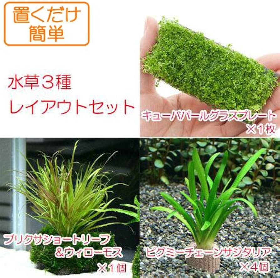 (水草)置くだけ簡単 水草3種レイアウトセット(水中葉)(無農薬)