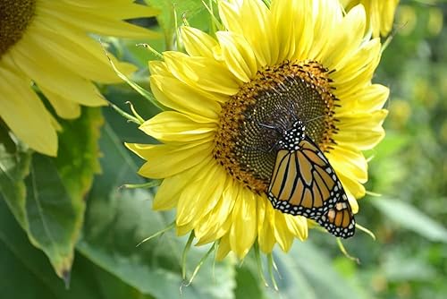Miniatura 2 de Semillas de girasol "Lemon Queen" para plantar, más de 50 semillas de flores por paquete, semillas de jardín de Isla (semillas de jardín de Isla),