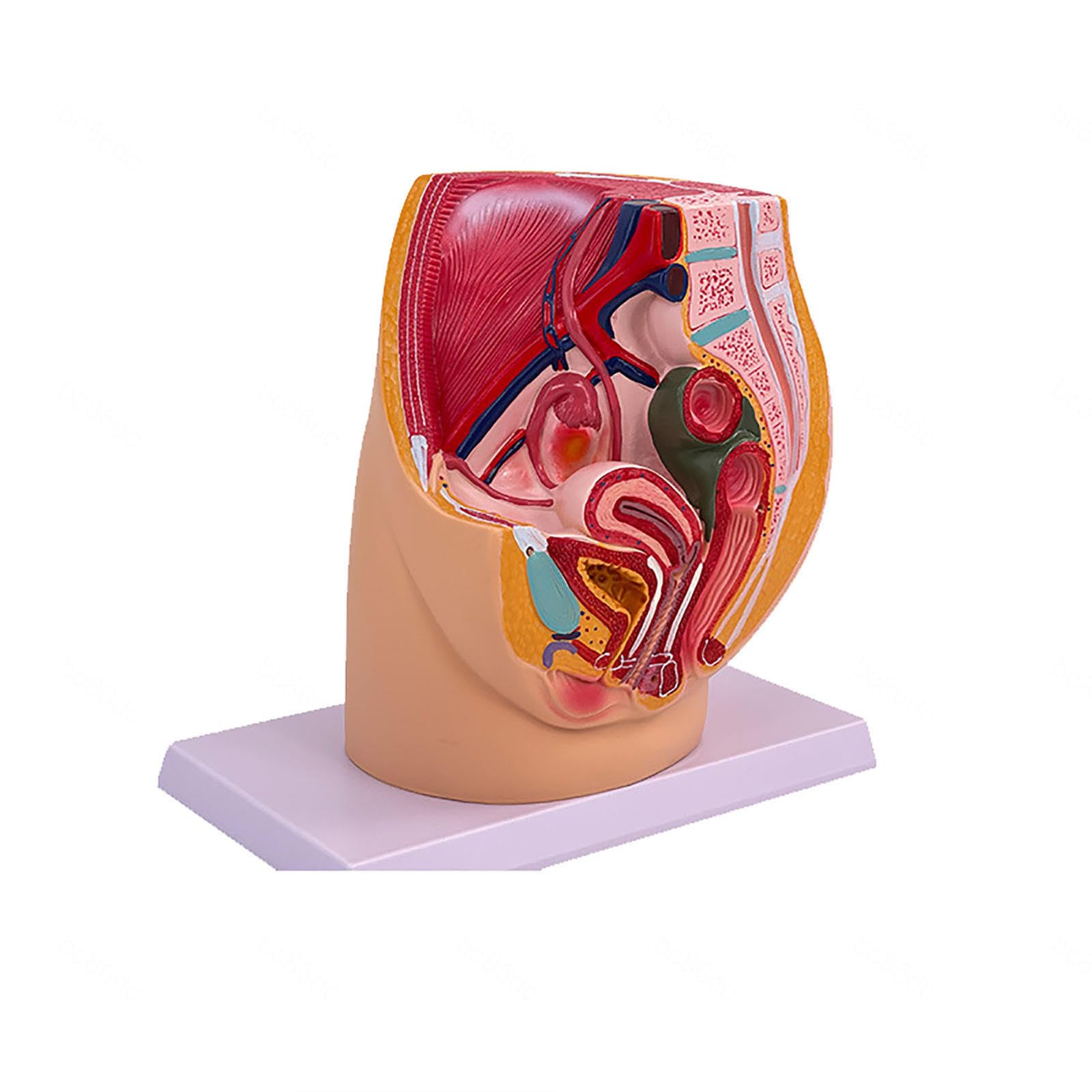 Model Anatomii Reprodukcyjnej Żeńskiej Miednicy, Naturalny Rozmiar Modelu Miednicy, 2 Części Miednicy Narządów Z Mięśniami, Moczem