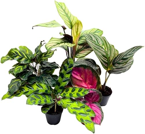 BubbleBlooms Calathea - Juego surtido de macetas de 2 pulgadas, 5 plantas de oración diferentes, apto para mascotas con poca luz