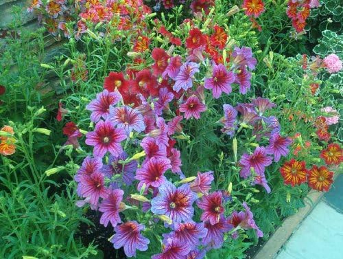 200 colores mezclados lengua pintada (flor de trompeta de terciopelo) Salpiglossis Grandflora Virgiana Semillas de flores