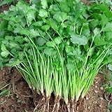 koriandersamen - winterhart stauden balkon mehrjährig bio 125pcs