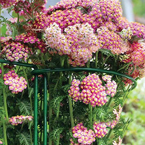 Blika 20 Pack Garden Plant Support Stake, 10" Wide X 16" High Half Round Metal Plant Stake, Plant Supports For Outdoor Plants, Outdoor Tall Plant Support Ring Cage, Plant Support Rings #TOP5